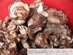 大量批发野生黑虎掌菌、干、鲜、速冻等(图)
