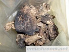 大量批发野生黑虎掌菌、干、鲜、速冻等(图)