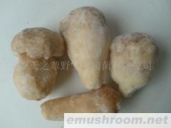 大量批发野生老人头菌、干、鲜、速冻等(图)
