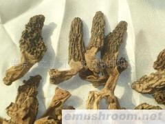 大量批发野生ManBetX体育、干、鲜、速冻等(图)