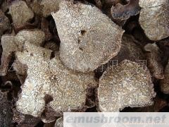 批发块菌干片；速冻；牛肝菌；块菌市场；种类；火锅