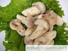 供应各级野生松茸菌、干、鲜、速冻等(图)