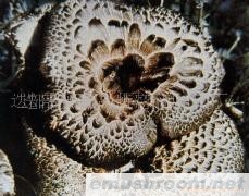 供应黑虎掌菌，野生菌，Manbetx体育手机版推荐A9版本，蘑菇，干品，鲜品。