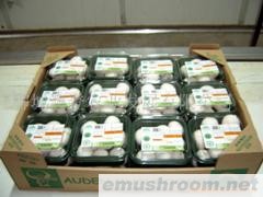 供应绿色食品双孢菇