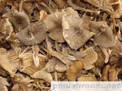 供应鸡纵 干品 鲜品