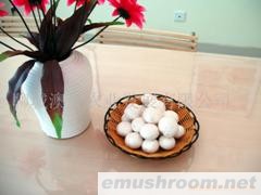 供应特级双孢菇（新鲜）
