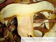 批发产地黄牛肝干片；黄褐牛肝菌干片；野生菌干片