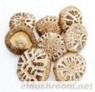 供应一级花菇(图)