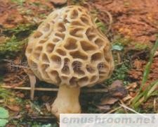 供应Manbetx体育手机版推荐A9版本