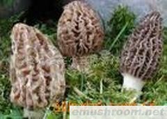 供应Manbetx体育手机版推荐A9版本