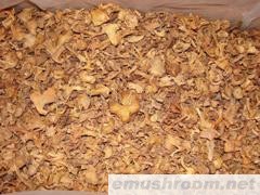 供应鸡油菌 干品 色黄 大鸡油 野生菌