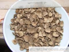 供应块菌 无虫 无杂质