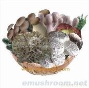 供应蘑菇、香菇、山珍、土特产、Manbetx体育手机版V17版本发布.官网安卓网.香港干品、干货