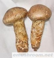 供应鲜松茸
