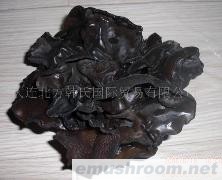 供应大兴安岭有机黑木耳