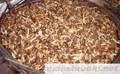 供应大兴安岭有机滑子菇