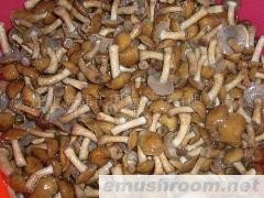 供应大兴安岭有机滑子菇