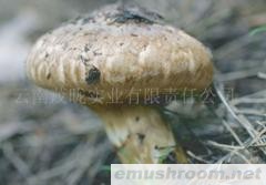 供应鲜松茸、速冻松茸、干片松茸