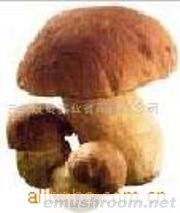 供应美味牛肝菌