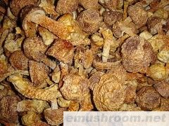 批发人工精品姬松茸干品；巴西菇；品质好，数量多！