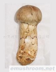 供应云南特产松茸、牛肝菌等野生Manbetx体育手机版V17版本发布.官网安卓网.香港