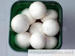 供应A级双孢菇
