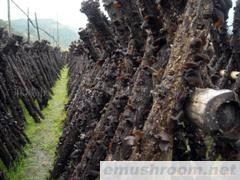 供应椴木黑木耳