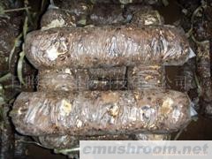 供应香菇菌棒