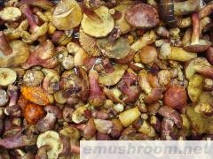批发速冻品红葱菌；红牛肝菌；黄褐牛肝菌；桃色牛肝菌