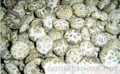 供应椴木花菇、香菇、冬菇、光面菇、