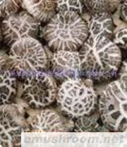 供应香菇、黑木耳