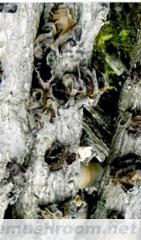 供应椴木黑木耳