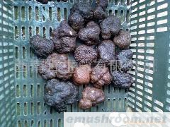 云南鲜块菌，冰冻块菌，