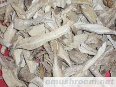 供应鸡腿菇