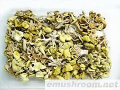 供应金顶菇(图)