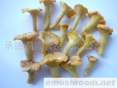 供应速冻鸡油菌(图)
