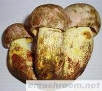 供应白葱,牛肝菌,Manbetx体育手机版推荐A9版本,野生菌,