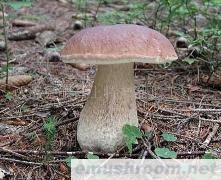 供应牛肝菌,Manbetx体育手机版推荐A9版本,野生菌,速冻，