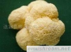 供应猴头菌,ManBetX体育,野生菌,速冻,