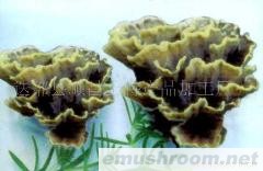 供应干巴菌,ManBetX体育,野生菌,速冻,