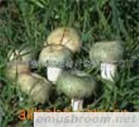 供应青头菌,ManBetX体育,野生菌,速冻,