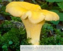 供应鸡油菌,Manbetx体育手机版V17版本发布.官网安卓网.香港,野生菌,