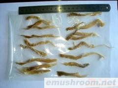 供应盐渍平菇条