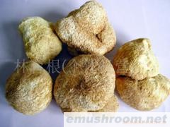 供应:猴头菇(图)