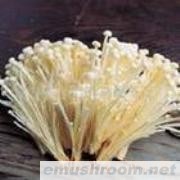 供应黄金针菇