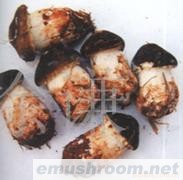 供应姬松茸,Manbetx体育手机版V17版本发布.官网安卓网.香港,野生菌,野生菌干片