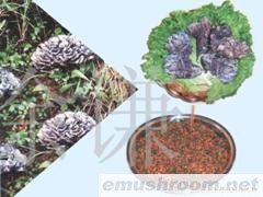 供应干巴菌,Manbetx体育手机版V17版本发布.官网安卓网.香港,野生菌,野生菌干片