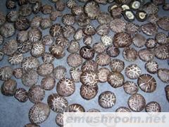 供应干香菇 花菇