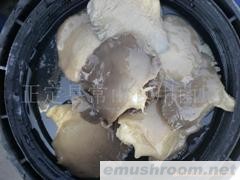 供应盐渍灰平菇5-8cm