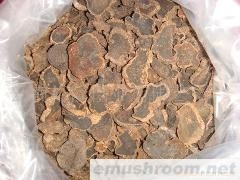 批发黑块菌干品；速冻；黑松露；3-5CM出口级别